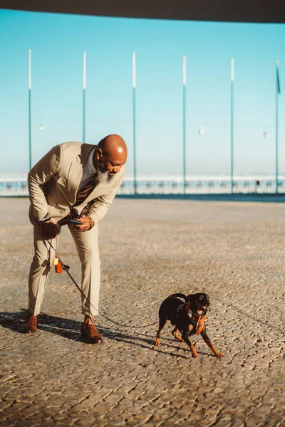 Selective focus on a bald black businessman in a light suit on Lisbon\'s cobblestone pavement. He smiles adoringly at his dog, behaving hilariously. With leash in hand, their bond shines through Lisbon