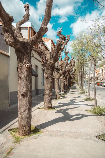 Caldes Montbui Spain Sunlit Avenue Adorned Grand Bald Trees Lining — Stock Photo, Image