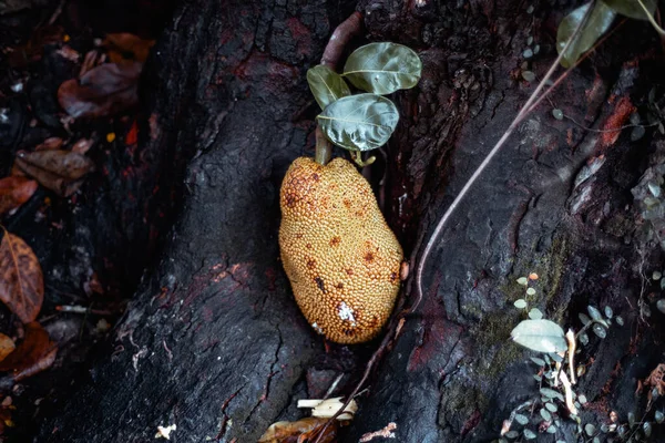 Ağaç Tabanının Yanında Asılan Olgun Brezilya Meyvesi Pürüzlü Sarımsı Derisi Stok Fotoğraf