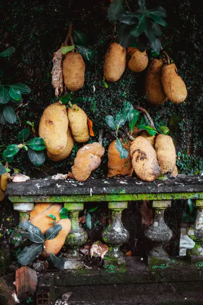 stock image Clusters of jackfruits entwined with a mossy, aged concrete fence in a tropical setting, showcasing the fusion of nature and man-made structures. The lush backdrop accentuates the damp atmosphere