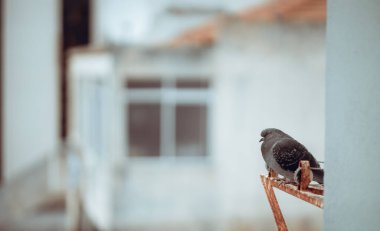 Paslı metal bir yapıya tünemiş, bulanık bir şehir arka planına sahip bir güvercin seçici odak noktası. Kentsel yaban hayatı veya şehir temalı içerik için ideal solda bir kopya alanı ile; Lizbon, Portekiz