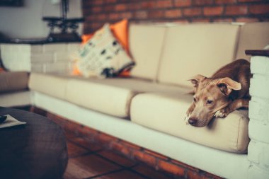 Tuğla duvarlı ve renkli yastıklı, rahat bir oturma odasında, bej bir kanepede uzanmış kahverengi bir köpek üzerine seçici bir odak. Görüntü, ev hayvanları, evcil hayvanlar ve rahatlama temaları için iyi bir iç mekan görüntüsü yakalıyor.