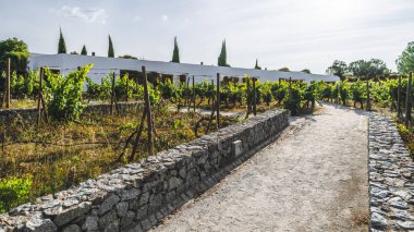 A scenic vineyard with lush green grapevines growing on trellises, surrounded by stone walls and a dirt path. The background features a modern white building and tall cypress trees, under a clear sky clipart