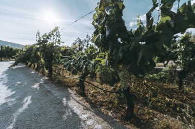 Parlak güneş ışığı altında çakıl yolu boyunca büyüyen yemyeşil üzümlerle dolu bir üzüm bağının geniş açılı görüntüsü. Tazeliğini ve canlılığını gözler önüne seren üzüm kümelerine odaklanıyoruz.