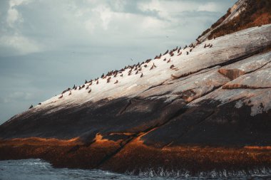 Brezilya 'nın Rio de Janeiro kıyısında yer alan ve bu tür için önemli bir sığınak olan Ilha Cagarra' nın kayalık yamaçlarında bulunan büyük bir kahverengi meme kolonisi (Sula leucogaster).