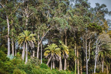 Yüksek palmiye ağaçları, okaliptüs ve çeşitli çalılarla bezenmiş yemyeşil tropikal bir manzara. Parlak güneş ışığı yoğun yaprakların arasından süzülerek zengin, canlı yeşillikleri vurgular.