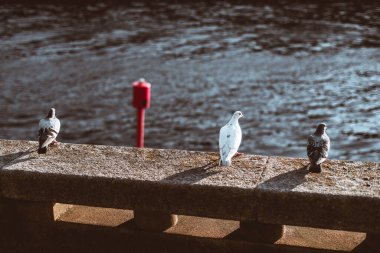Dalgalanan bir nehrin kenarındaki taş duvara tünemiş üç güvercin, ortada çarpan beyaz bir güvercin vardı. Odaklanmış arka planda koyu kırmızı bir şamandıra ironik bir görsel çarpıtma ekler.