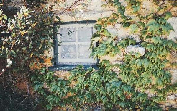 Yeşil sarmaşık ve sürünen bitkilerle çevrili dokulu taş bir duvarda dantel perdeleri olan küçük bir kırsal pencereye yakın çekim yapmak, rahat ve doğal bir kırsal estetik yaratıyor.