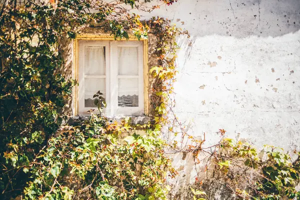 Eskimiş taş tarafından çerçevelenmiş dantel perdeleri olan eski bir pencere ve güneş ışığıyla aydınlatılmış, yıpranmış beyaz bir duvara tırmanan sarmaşık, metin veya tasarım elementleri için sağ tarafında geniş bir kopya alanı ile