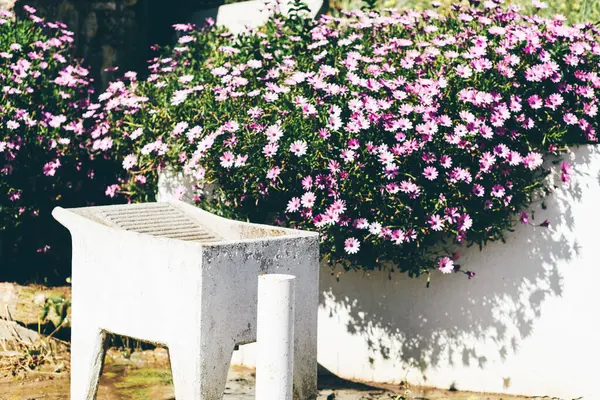 Canlı mor ve beyaz papatyalardan oluşan bir duvarın önünde içi ovalanan yüzeyi olan, ılık güneş ışığıyla yıkanmış ve bahçe cazibesiyle çevrili klasik, beyaz bir yıkama havzası.