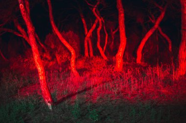 Gerçeküstü gece orman sahnesi yoğun kırmızı ışıkla yıkandı, çarpık ağaç gövdeleri ve vahşi çalılıklara dramatik gölgeler bıraktı, doğanın ham formunda gizem, duygu ve sinematik gerilim uyandırdı.
