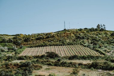 Güneşli bir yamaçta düzgünce dizilmiş üzüm bağları vahşi bitki örtüsü ve yumuşak yuvarlanan araziyle çevrili kırsal alanda açık mavi bir gökyüzünün altındaki elektrik hatlarıyla.