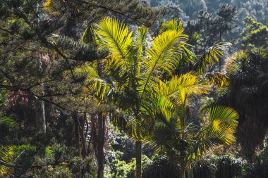 Bereketli yeşil palmiye yaprakları ve sık ağaç yaprakları arasından süzülen canlı güneş ışığıyla tropik orman manzarası canlı bir orman ortamında dramatik doğal gölgeler ve dokular yaratır.