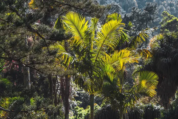 Bereketli yeşil palmiye yaprakları ve sık ağaç yaprakları arasından süzülen canlı güneş ışığıyla tropik orman manzarası canlı bir orman ortamında dramatik doğal gölgeler ve dokular yaratır.