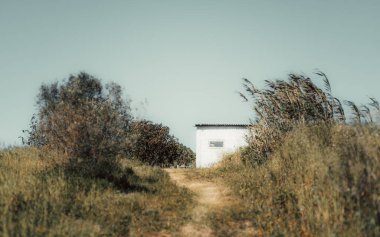 Minimalist kırsal bir sahne, açık bir gökyüzünün altında çimlerle ve ağaçlarla kısmen gizlenmiş, seçici bir odak noktasında yakalanmış, arka planda meyveli bir nespereira (lokuat ağacı) görülür.
