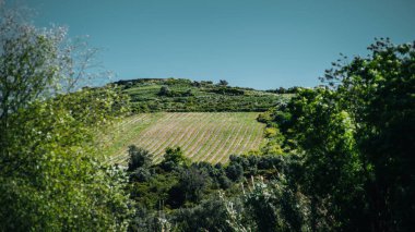 Yamaçtaki üzüm bağları, açık mavi bir gökyüzünün altında güneşli arazide uzanan düzenli üzüm bağları ile çevrelenmiş ağaçlar arasında yer alır. Tarım arazisine vurgu; telefoto