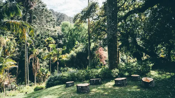 Ağaç kütüğü koltukları ile sakin orman, yoğun tropikal bitki örtüsü ve yumuşak doğal gün ışığı altında uzun palmiye ağaçları ile çevrili, yemyeşil çimenler üzerinde yarı daire düzenlenmiş