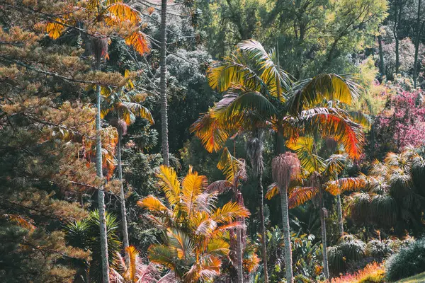 Renkli palmiye ağaçları ile dolu canlı tropikal manzara ve sıcak güneş ışığında yemyeşil, egzotik doğal bir ortamda turuncu, sarı ve yeşil yaprakların canlı bir karışımını sergiliyor.
