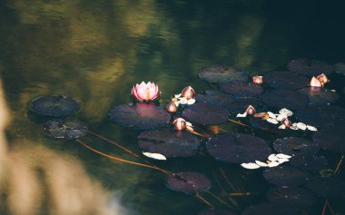 Çiçek açan pembe bir nilüfer çiçeğinin sakin yakın plan görüntüsü. Etrafı koyu nilüferler ve açılmamış tomurcuklarla çevrili. Yumuşak doğal ışık ve yumuşak renk tonlarıyla hala yansıtıcı suyun üzerinde yüzüyorlar.