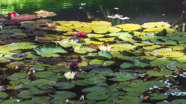 Canlı yeşil nilüferlerle kaplı sakin gölet yüzeyi ve çiçek açan nilüferler beyaz, kırmızı ve mor renklerde suda hafif yansımalarla benekli güneş ışığıyla yıkanmış.