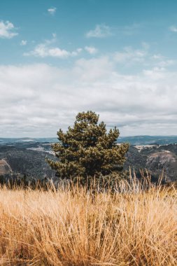 Yalnız çam ağacı, tepedeki altın kuru otların arkasında duruyor. Dağlık bir vadiye bakıyor. Parçalı bulutlu mavi gökyüzünün altında.