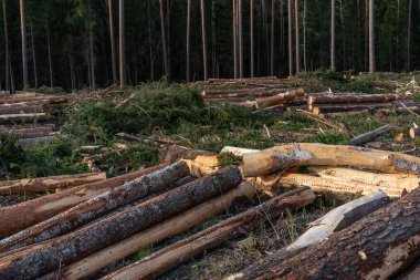 Bir çam ormanının ortasında kesilmiş odun yığını, bir sürü ağaç..