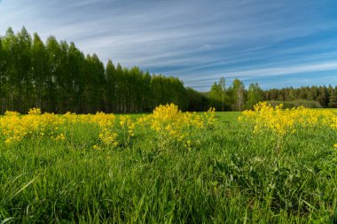 Genç çiçek açan karahindiba tarlalarıyla dolu bahar manzarası