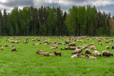 Otlakta otlayan koyun sürüsü