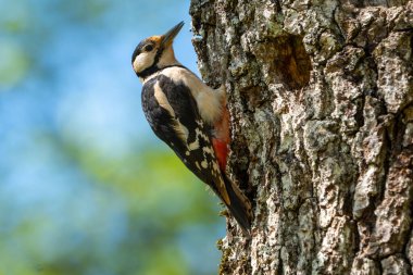 Ağaçkakan (copicrocopicus) bir ağaç gövdesinde oturuyor.