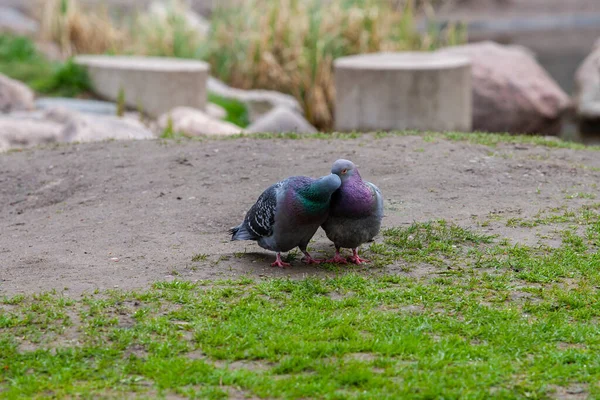 pigeon in the park. pigeon on the background of green grass. pigeon on the ground. dove. pigeon