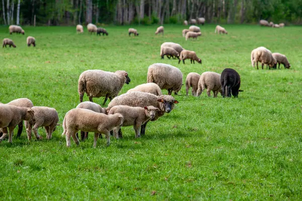 herd of sheep on pasture in spring. sheep in meadow.