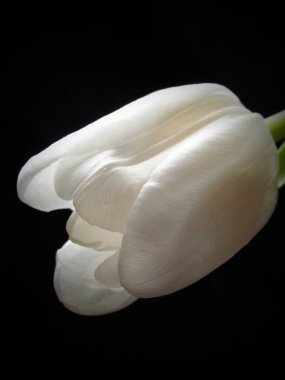 İzole edilmiş beyaz lale çiçeği yakın çekim makrosu.