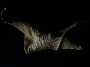 Düşen incir yaprağında yaşayan salyangoz çifti..