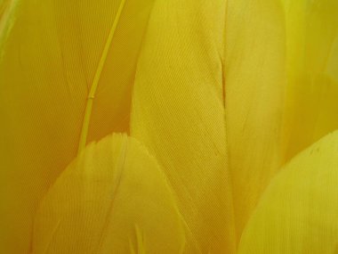 Sarı tek renkli kaz tüyü arka plan grubu makroyu kapatın.