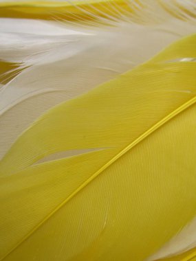 Kaz tüyü sarı ve beyaz çeşitlilik grubu makroyu kapatın 