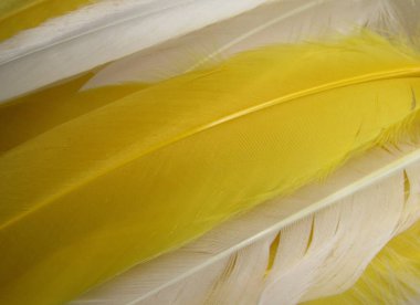 Kaz tüyü sarı ve beyaz çeşitlilik grubu makroyu kapatın 