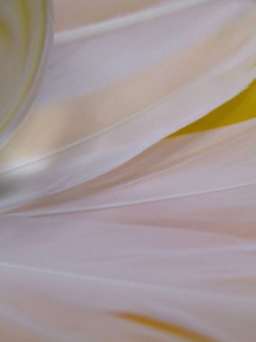 Beyaz ve sarı kaz tüyü mercek topuyla yakın çekim..