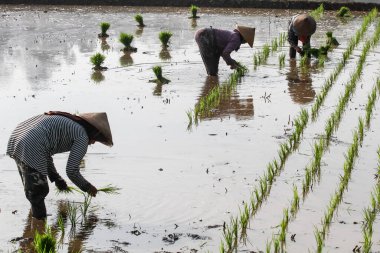 Asyalı çiftçiler Tanjungsari, Sumedang Regency, Endonezya 'daki bir çeltik tarlasına pirinç tohumları ekiyor.. 