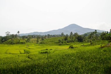 Sumedang, Batı Java, Endonezya 'daki Terrace Green Rice Field. Harika Endonezya