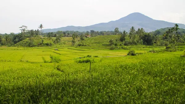 Terraced Green Rice Field Στο Sumedang Δυτική Ιάβα Ινδονησία Υπέροχη — Φωτογραφία Αρχείου