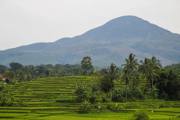 Terrain Riz Vert Terrasses Sumedang Java Occidental Indonésie Magnifique Indonésie — Photo
