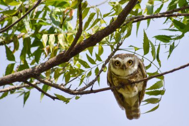 Ormandaki ağaç dalında baykuş