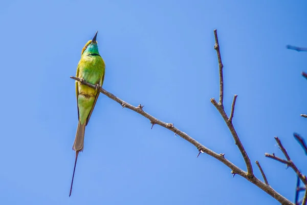 Oiseau Asiatique Abeille Verte Mangeur Est Assis Sur Une Branche — Photo