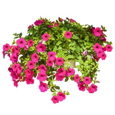 Beyaz veya şeffaf arka planda yeşil yapraklı tropik pembe çalılar. Ev ya da bahçe dekorasyonu için güzel, çiçek açmış çalı ağacı resmi..