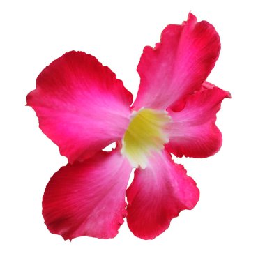 Kırmızı Adenyum obesum veya çöl gülü tropikal renkli süs bitkisi. Beyaz veya şeffaf bir arkaplanda izole edilmiş çiçeklerin fotoğrafı.