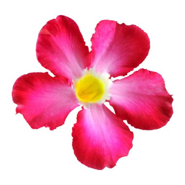 Kırmızı adenyum ya da çöl gülü, tropikal bitki ve renkli süs bitkisidir. Beyaz veya şeffaf arkaplanda izole edilmiş çiçeklerin fotoğrafı.