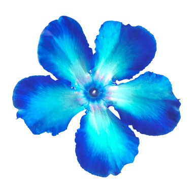 Mavi Adenyum obesum veya çöl gülü tropikal renkli süs bitkisi. Beyaz veya şeffaf bir arkaplanda izole edilmiş çiçeklerin fotoğrafı.