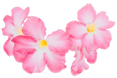 Pembe adenyum obesum beyaz arka planda kırpma yolu ile izole edilmiş. Tropikal çiçeklerin ve doğadaki süs bitkilerinin güzelliği.