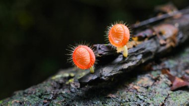 Cookeina tricholoma, Tüylü Tropikal Kupa olarak da bilinen, Cookeina cinsinin bir türüdür..