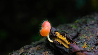 Cookeina tricholoma, Tüylü Tropikal Kupa olarak da bilinen, Cookeina cinsinin bir türüdür..